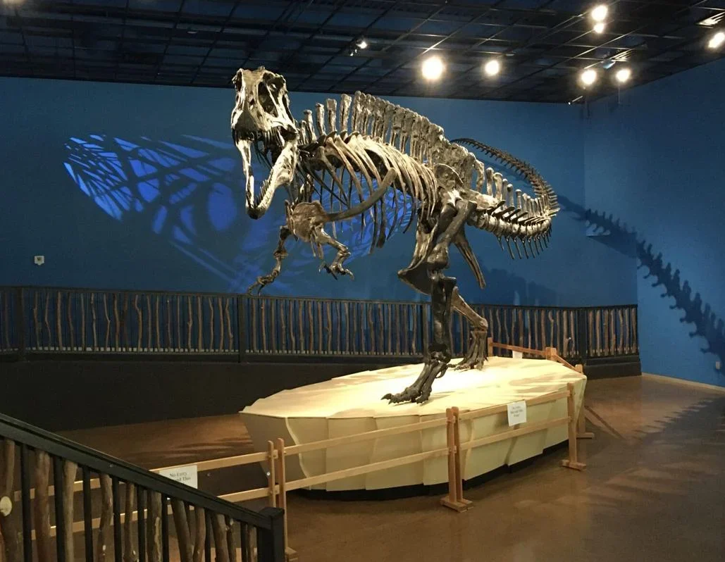 cropped-dinosaur-1.webp